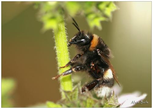 Bombus sp.