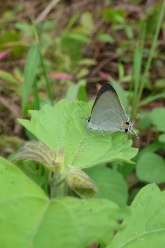 Hypolycaena erylus
