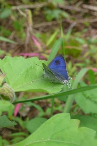 Hypolycaena erylus