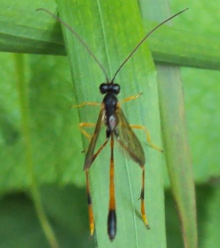 Heteropelma megarthrum