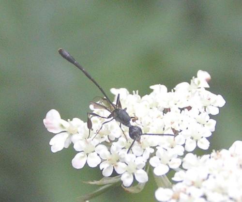 Gasteruption sp.