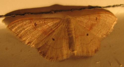 Réf. 134 229 : Idaea bilinearia