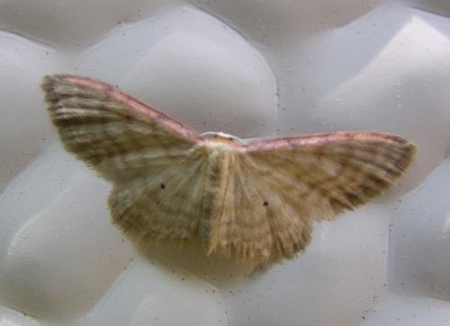 Idaea humiliata