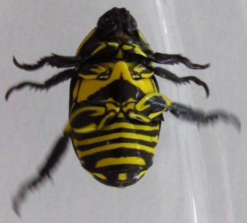Rutela lineola