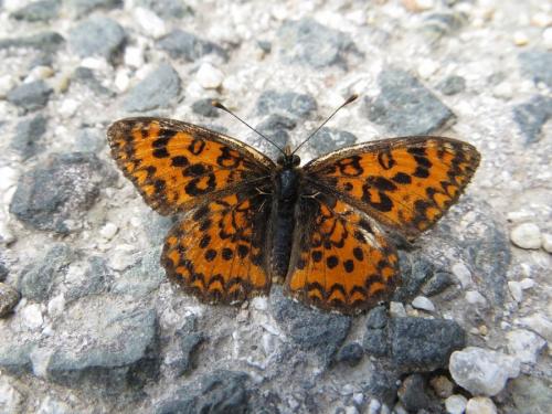 Melitaea trivia