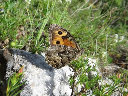 Réf. 134 279 : Hipparchia sp.