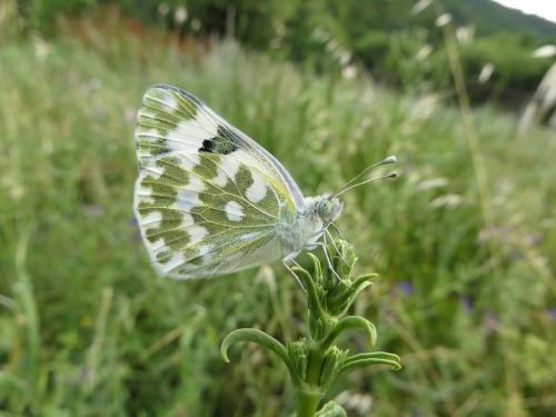 Pontia edusa