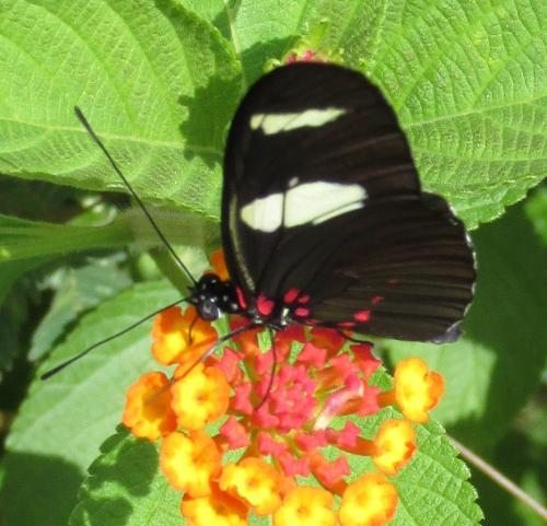 Réf. 134 968 : Heliconius sara