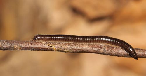 Cylindroiulus segregatus