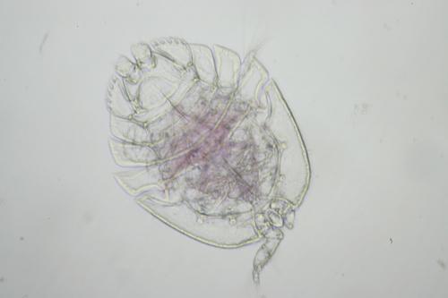 Réf. 134 309 : Porcellidium sp.