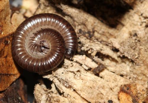 Cylindroiulus segregatus