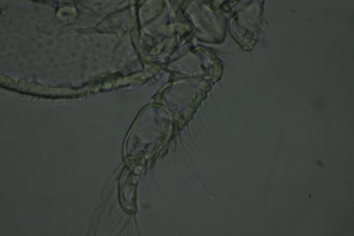 Porcellidium sp.