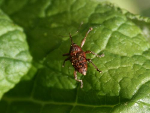 Curculio sp.