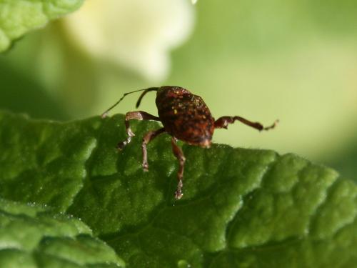 Curculio sp.