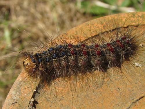 Lymantria dispar