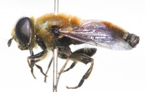 Réf. 134 756 : Merodon aeneus