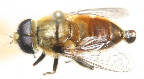 Réf. 134 757 : Merodon aeneus