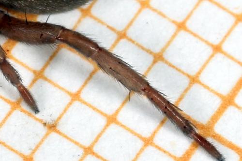Drassodes sp.