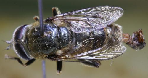 Réf. 134 771 : Merodon albifrons