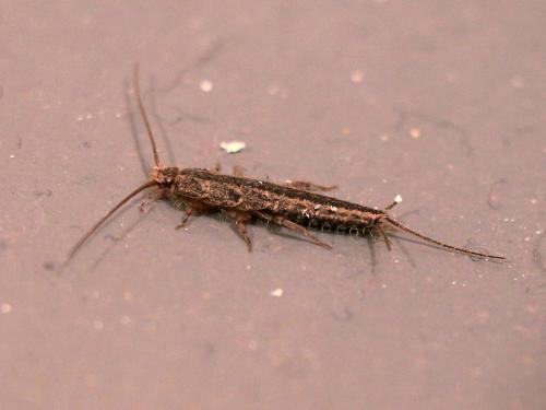 Ctenolepisma lineata