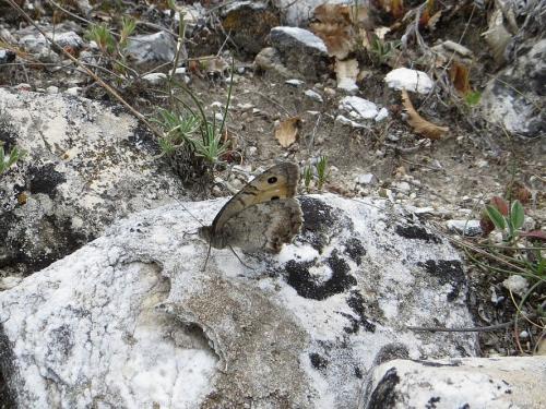 Pseudochazara cingovskii