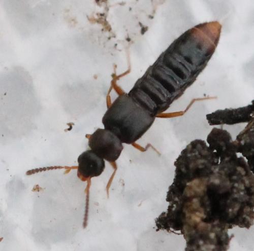 Aleocharinae