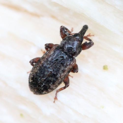 Dorytomus ictor