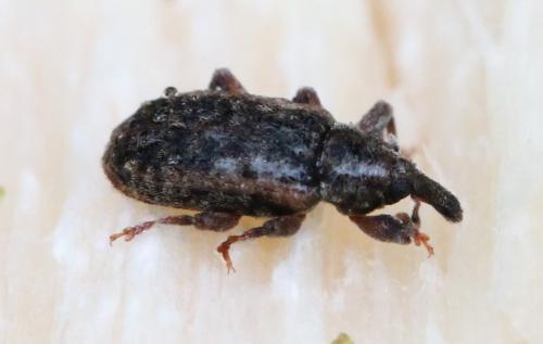 Réf. 134 726 : Dorytomus ictor