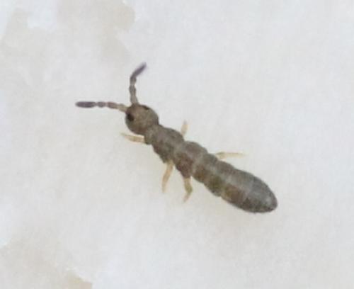 Réf. 134 727 : Proisotoma minuta