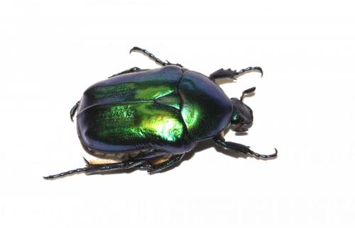 Eupotosia affinis tyrrenica