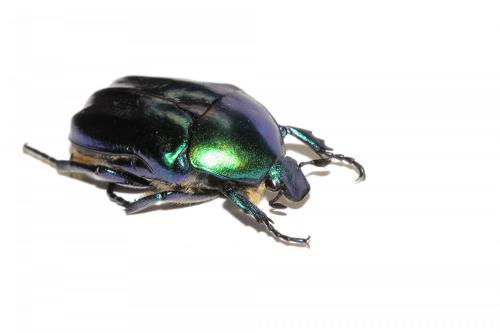 Eupotosia affinis tyrrenica