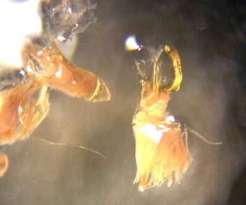 Réf. 134 655 : Cylindroiulus segregatus