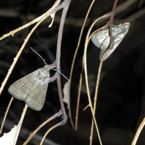 Réf. 134 370 : Simplicia extinctalis