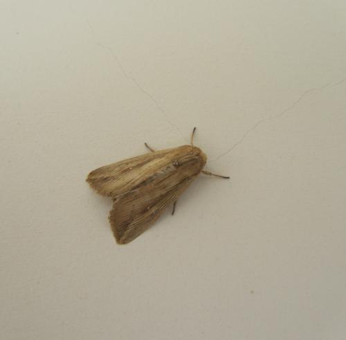 Réf. 134 620 : Leucania loreyi