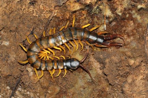 Réf. 134 643 : Scolopendra cingulata