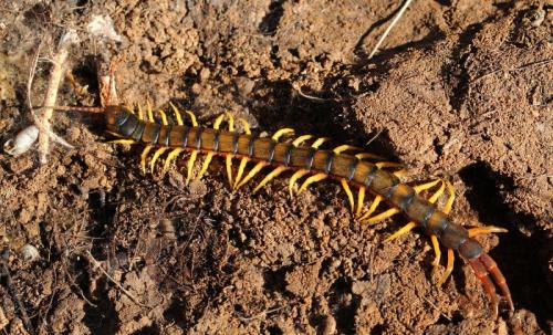 Réf. 134 644 : Scolopendra cingulata