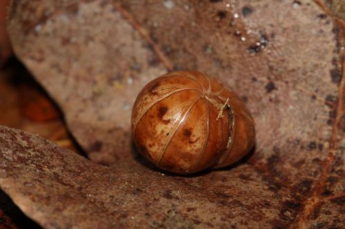 Protoglomeris vasconica