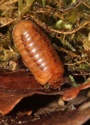 Protoglomeris vasconica