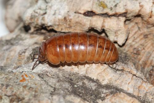 Protoglomeris vasconica