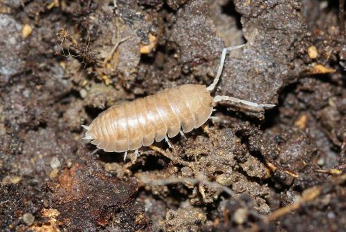 Cylisticus sp.