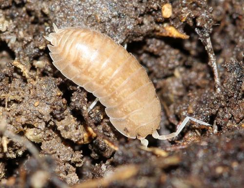 Cylisticus sp.