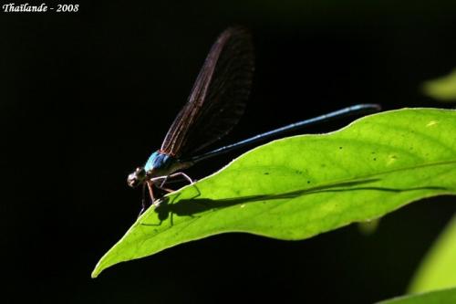 Réf. 134 704 : Vestalis sp.