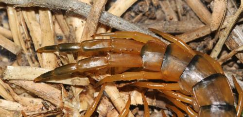 Scolopendra morsitans