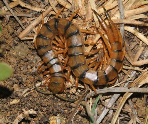 Scolopendra morsitans