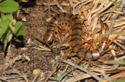 Scolopendra morsitans