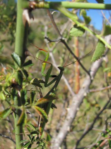 Réf. 134 494 : Mantis religiosa