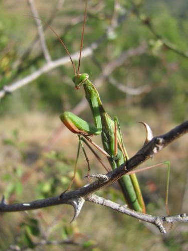 Réf. 134 492 : Mantis religiosa