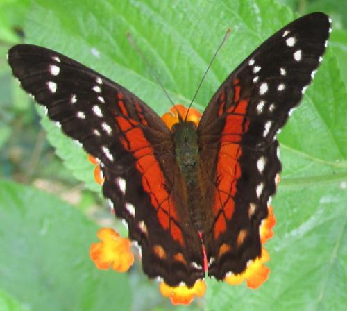 Réf. 134 790 : Anartia amathea
