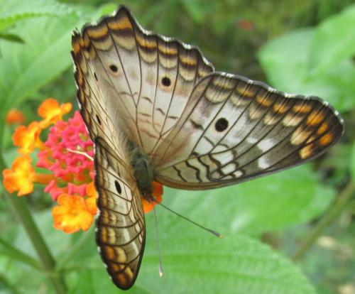 Anartia jatrophae