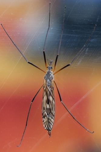 Réf. 134 367 : Tipula sp.